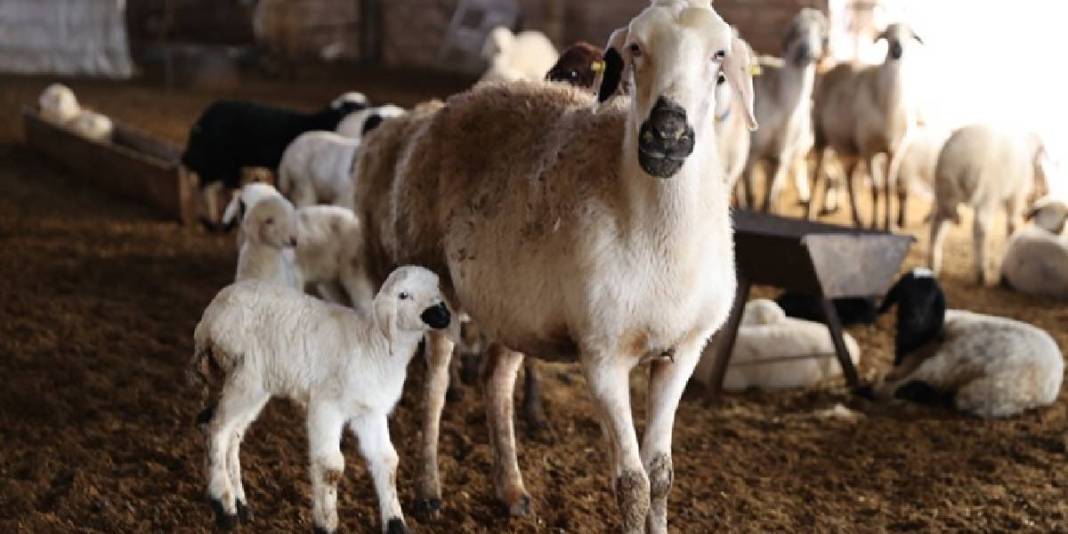 Depremde kaybetti devlet desteği yenilerine kavuşturdu: Şimdi sürüsünü büyütüyor 4